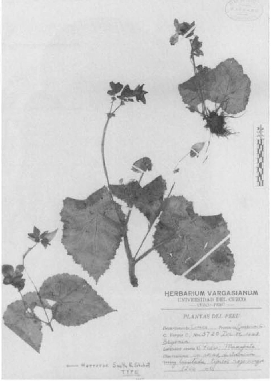 B. herrerae
